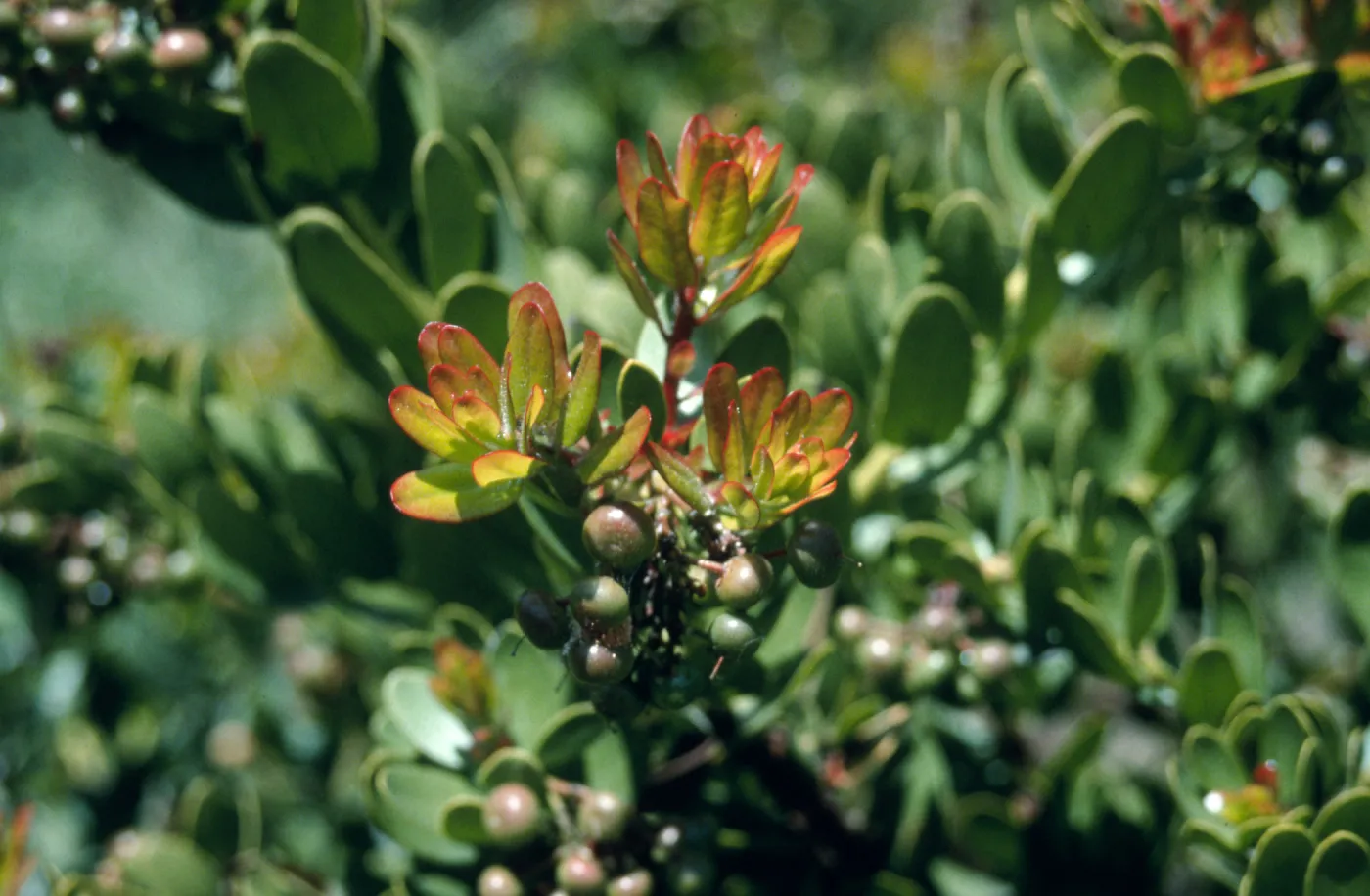 Arctostaphylos cv. Canyon Sparkles