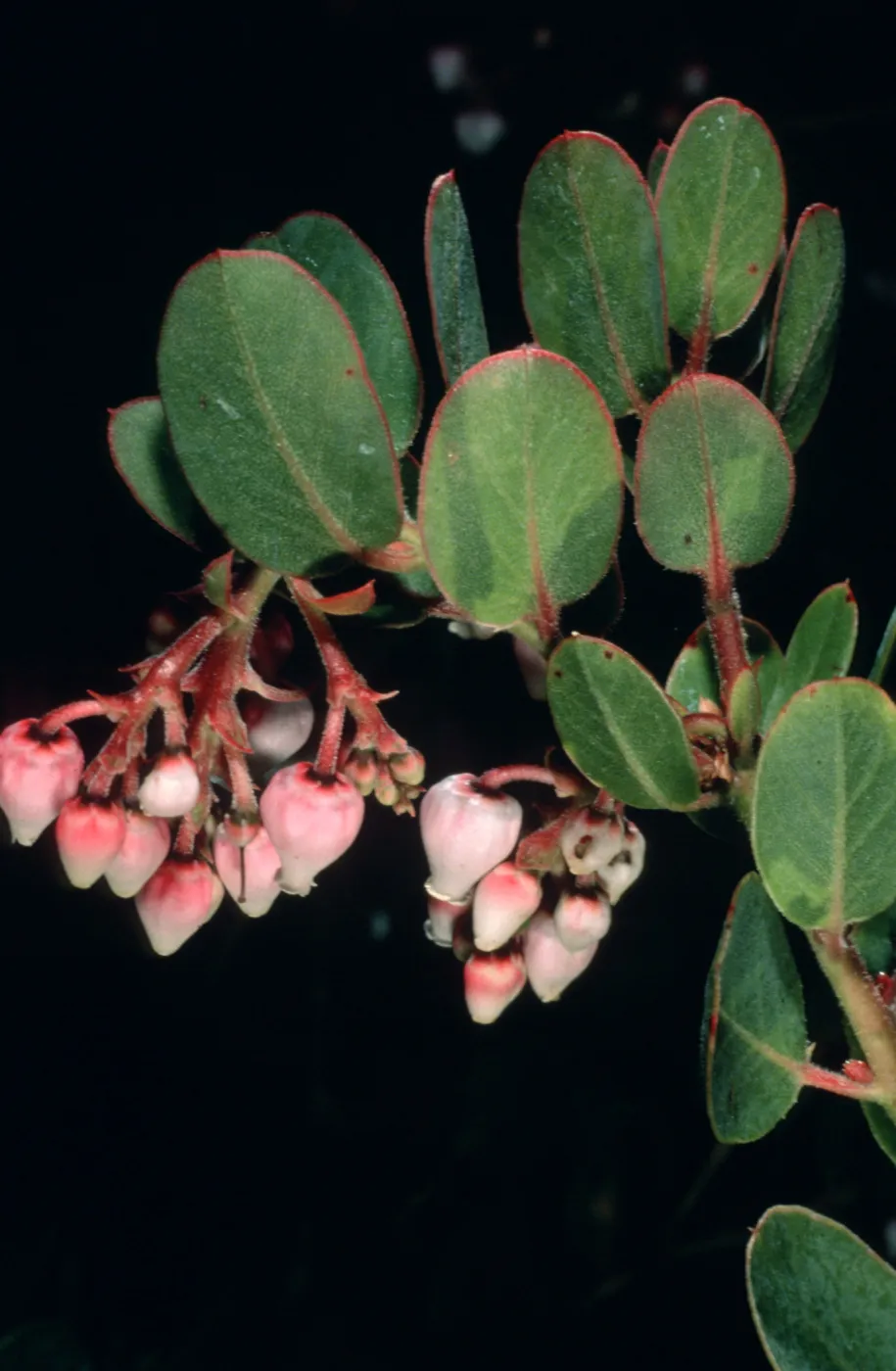 Arctostaphylos cv. Canyon Rose (Canyon Blush), SBBG Arroyo Section, SBBG cultivar, Plant Introduction Program