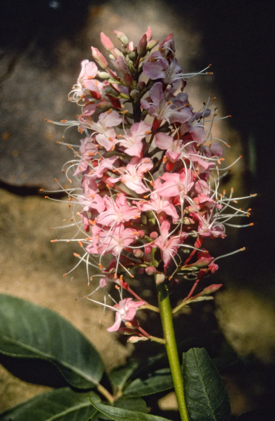 Aesculus cv. Canyon Pink