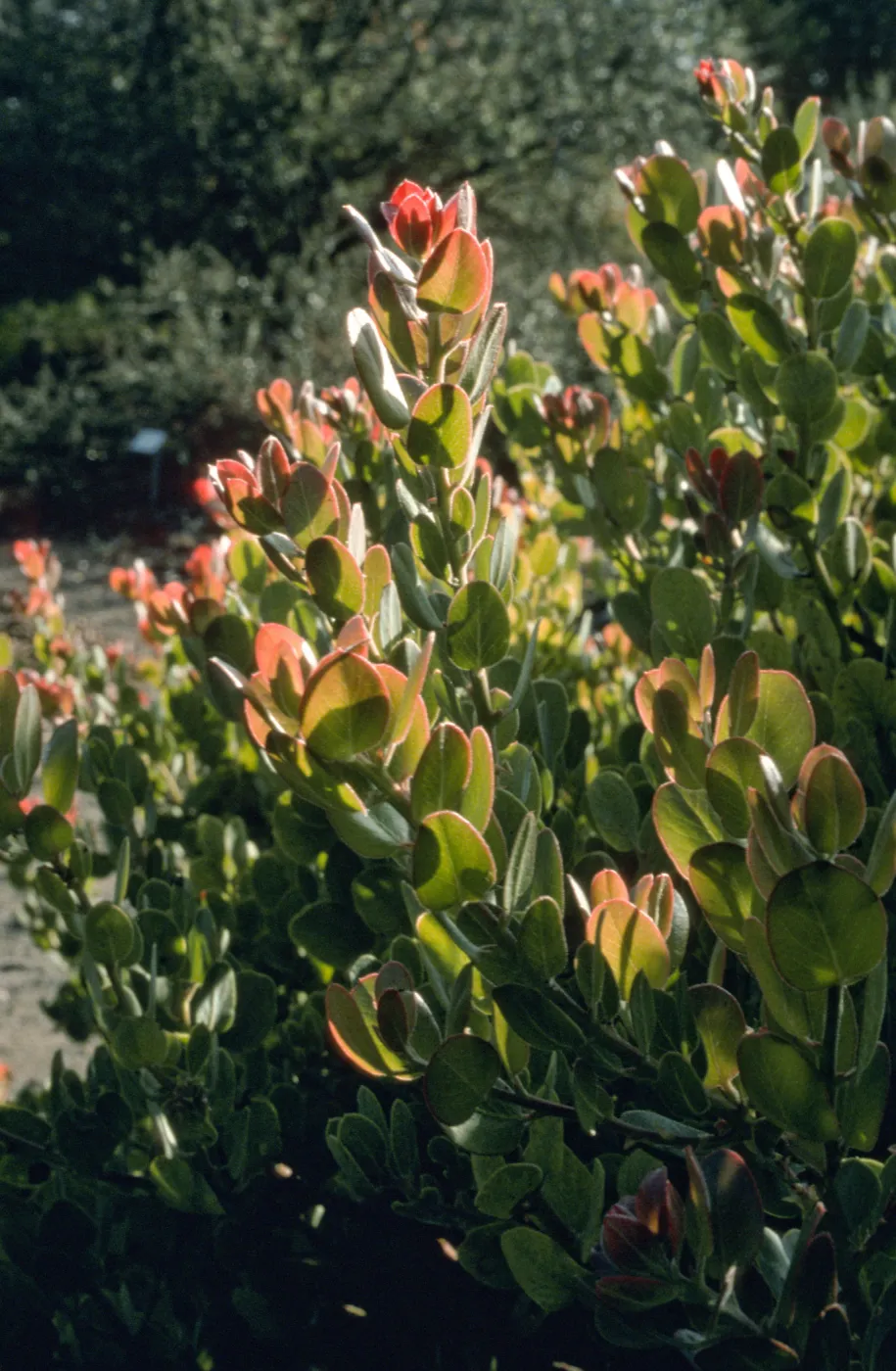 leaves, Arctostaphylos cv. Canyon Blush, SBBG cultivar, Plant Introduction Program