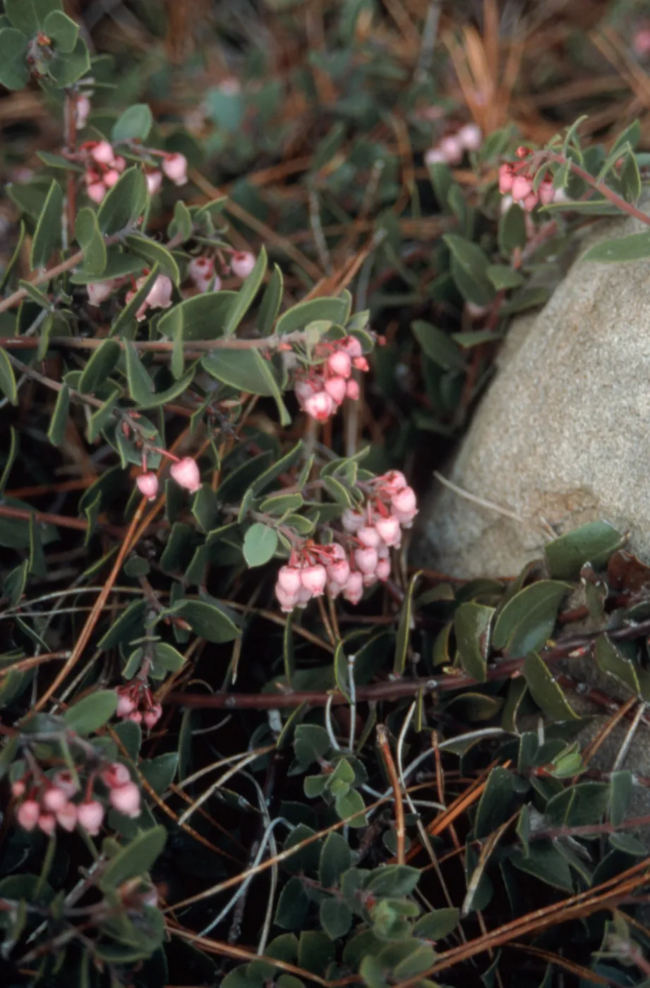 Arctostaphylos cv. Arroyo Cascade, SBBG cultivar, Plant Introduction Program