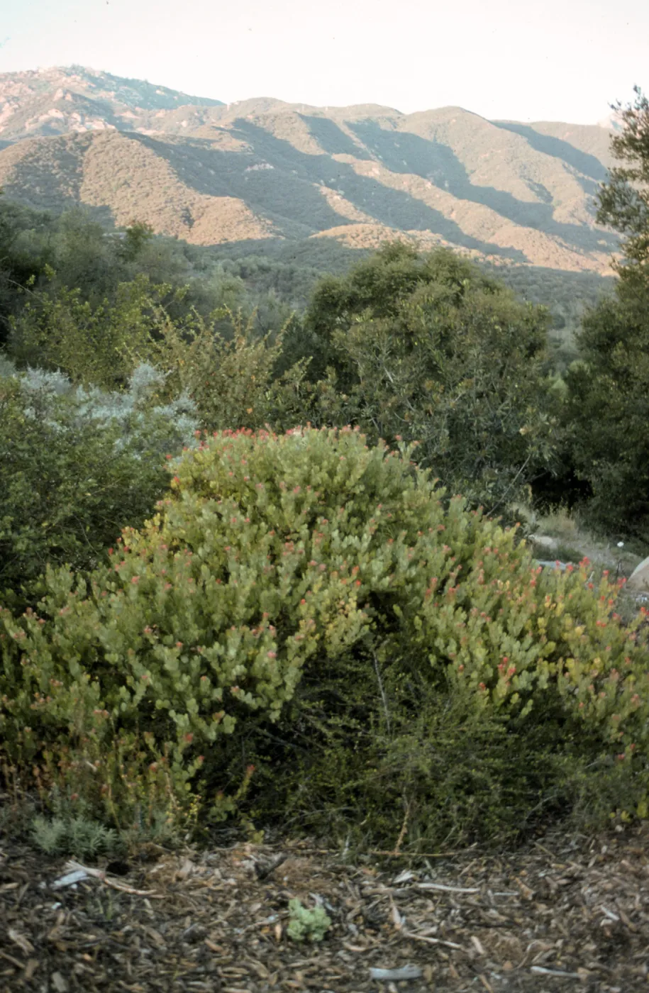 Arctostaphylos cv. Canyon Blush, SBBG cultivar, Plant Introduction Program