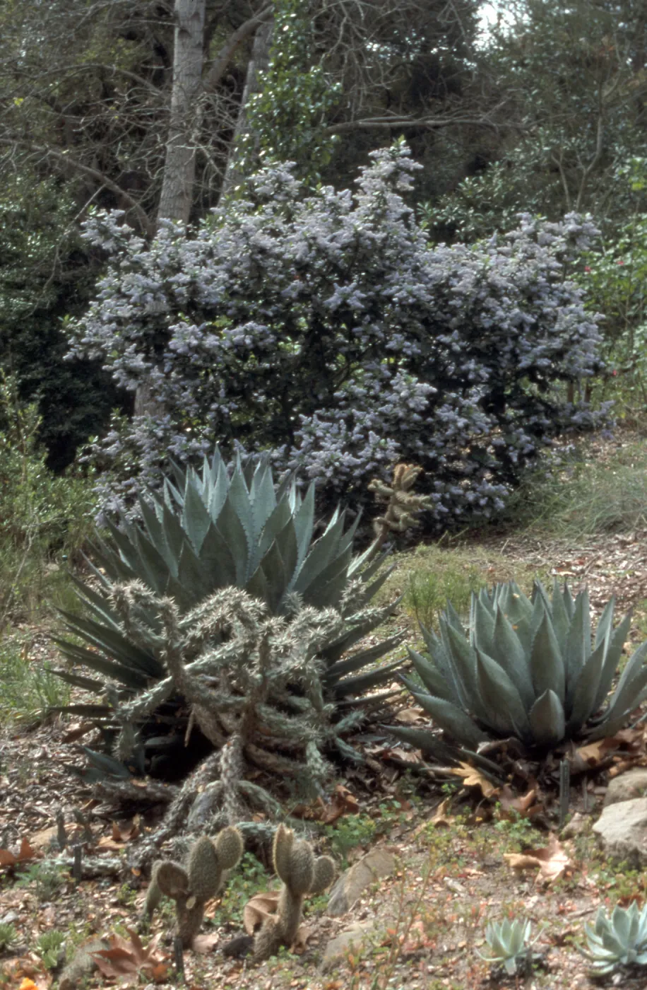 Ceanothus arboreus cv. Powder Blue, SBBG cultivar, Plant Introduction Program, SBBG 91-207