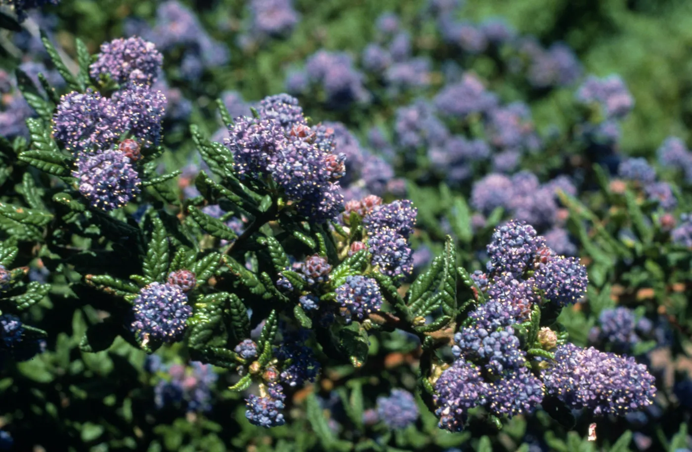 Ceanothus cv. Far Horizons, SBBG cultivar, Plant Introduction Program, Porter Trail
