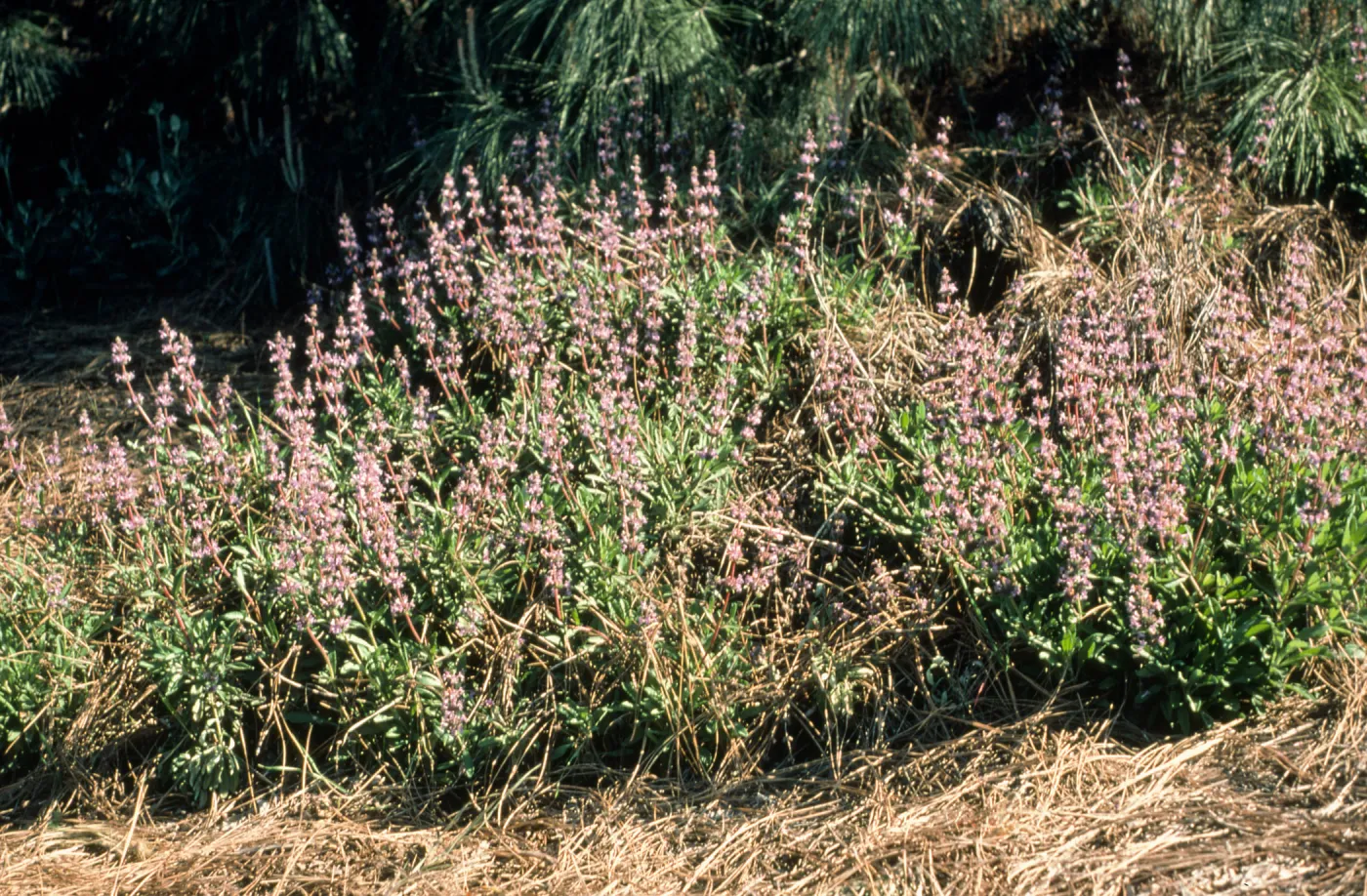 Salvia (Sage) cv. Daras Choice, SBBG cultivar, Plant Introduction Program