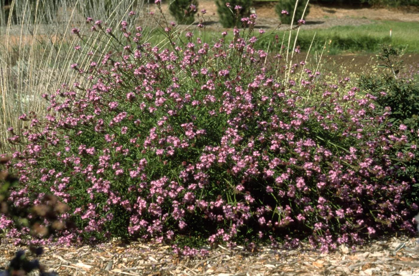 Verbena cv. De La Mina, SBBG cultivar, Plant Introduction Program