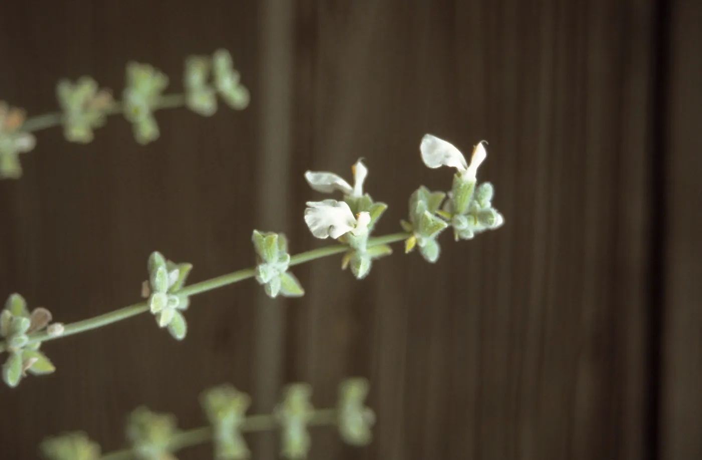 Salvia (Sage) cv. Baja Blanca, SBBG cultivar, Plant Introduction Program