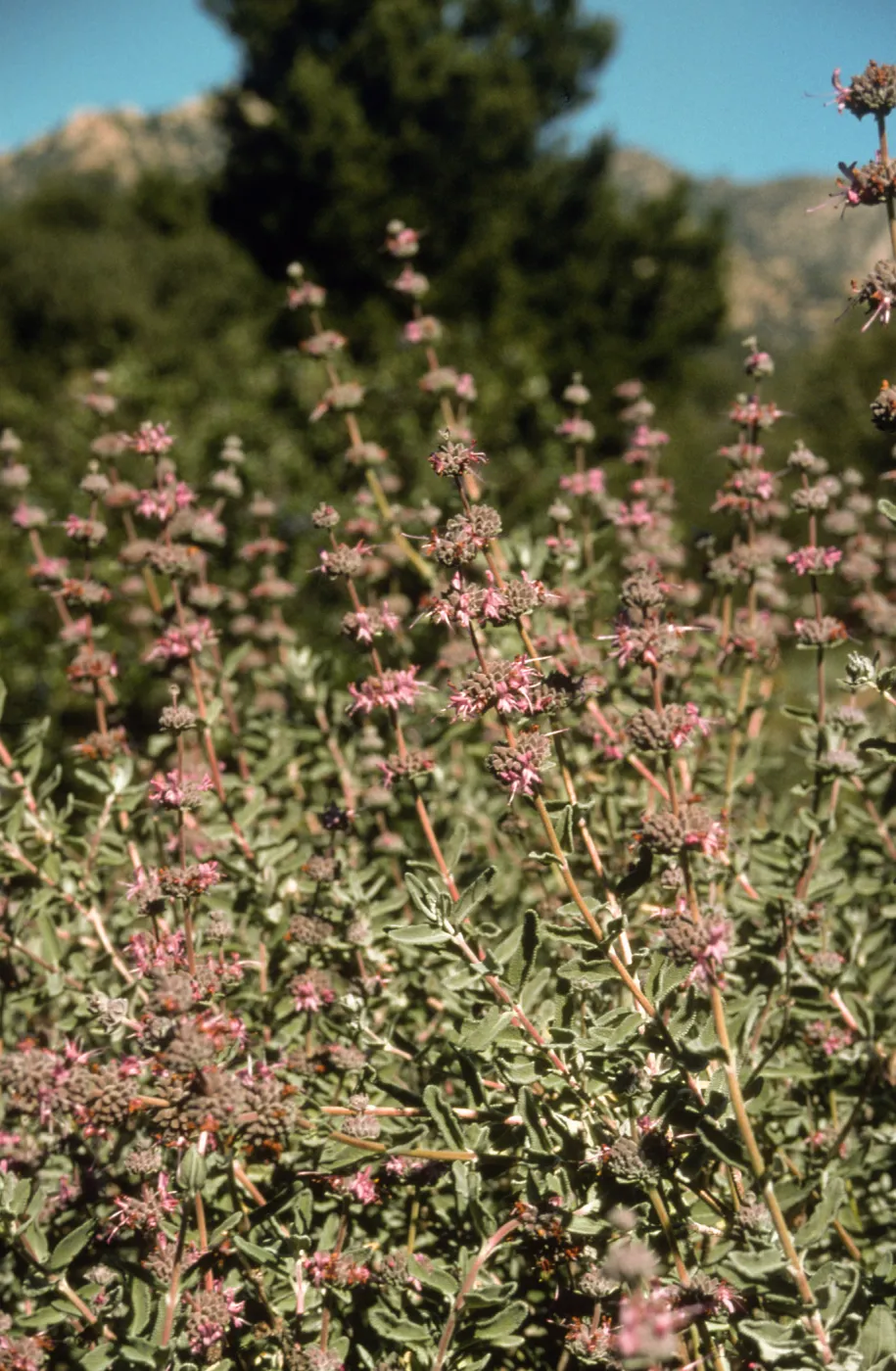 Salvia (Sage) cv. Amethyst Bluff, SBBG cultivar, Plant Introduction Program