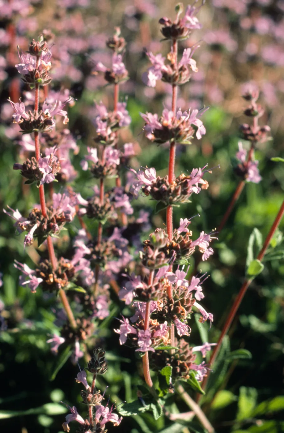 Salvia (Sage) cv. Daras Choice, SBBG cultivar, Plant Introduction Program