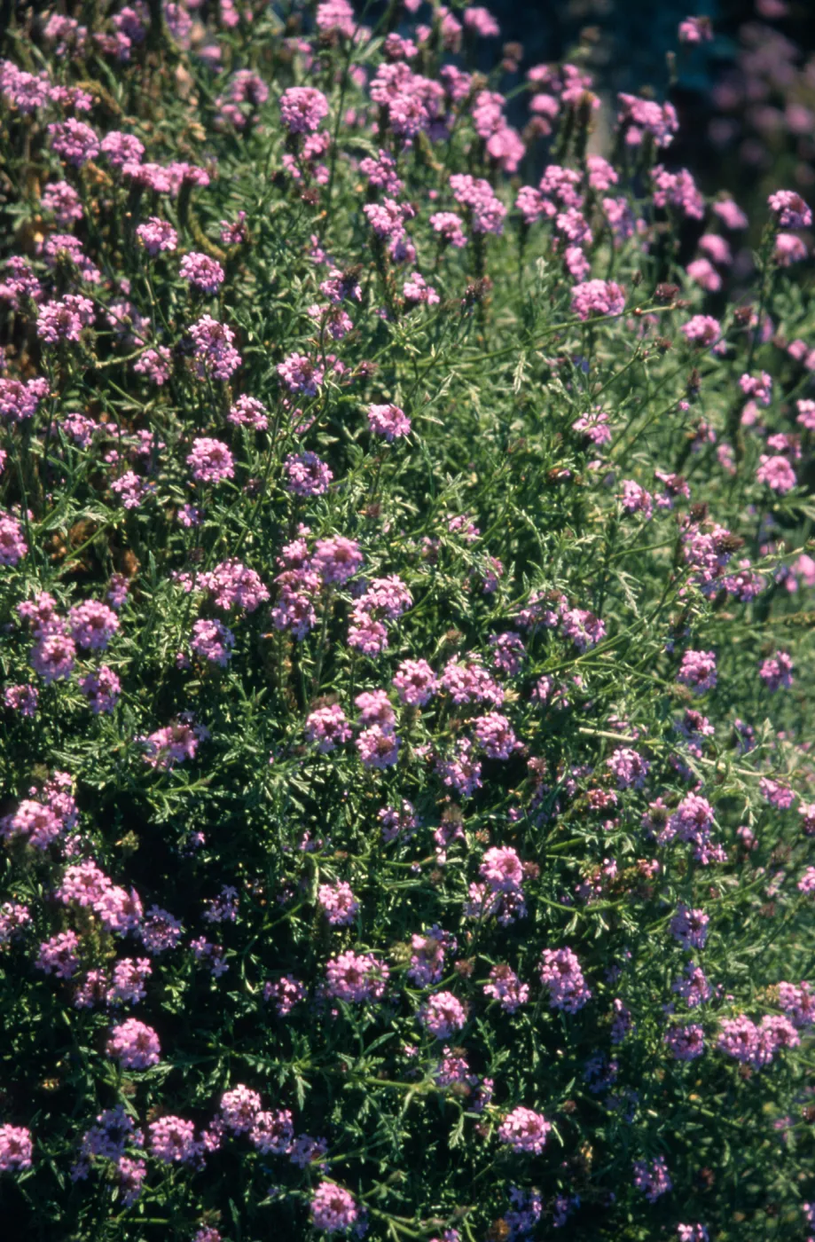 Verbena cv. De La Mina, SBBG cultivar, Plant Introduction Program