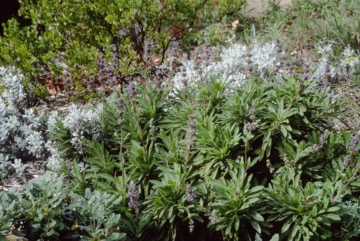 Salvia cv. Daras Choice, SBBG cultivar, Plant Introduction Program, SBBG 88-24