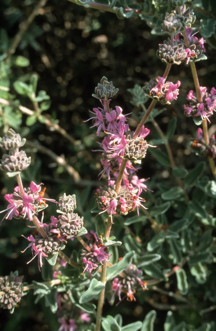 Salvia (Sage) cv. Amethyst Bluff, SBBG cultivar, Plant Introduction Program