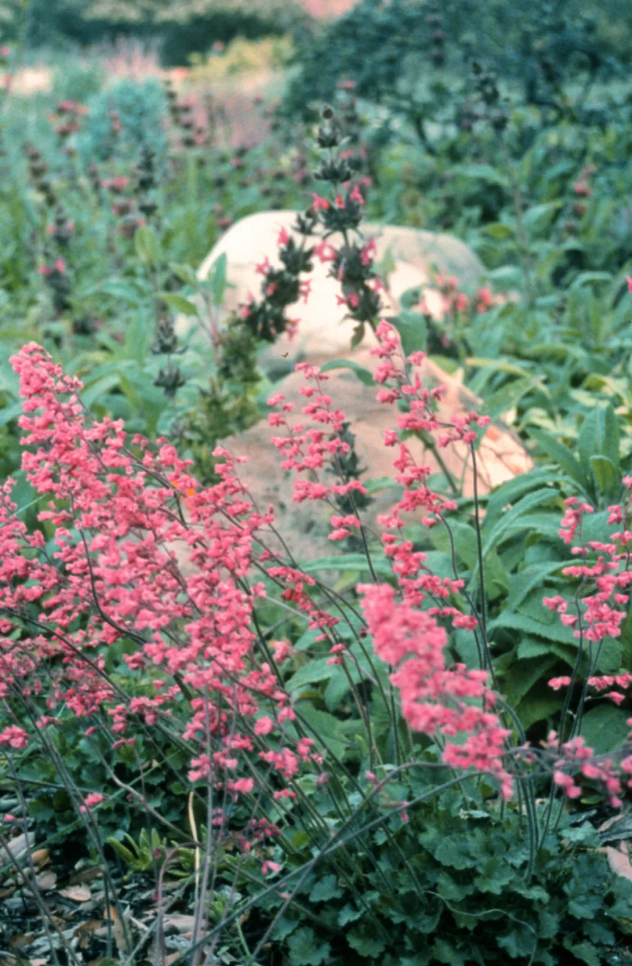 Heuchera cv. Canyon Pink, SBBG cultivar, Plant Introduction Program
