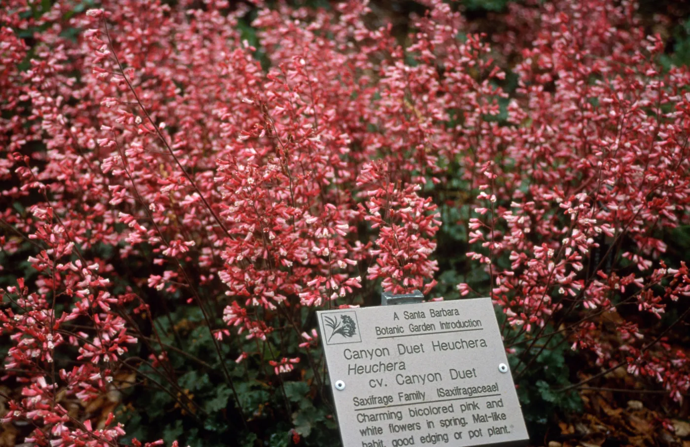 Heuchera cv. Canyon Duet, SBBG cultivar, Plant Introduction Program