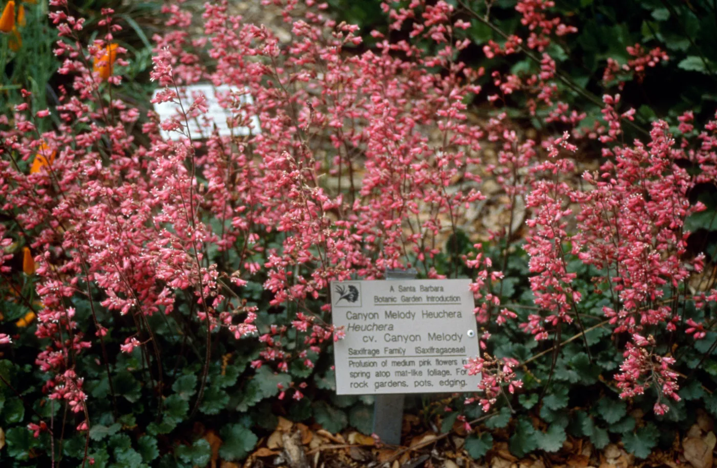 Heuchera cv. Canyon Melody, SBBG cultivar, Plant Introduction Program