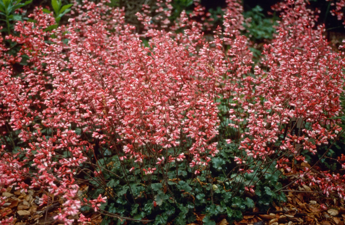 Heuchera cv. Canyon Duet, SBBG cultivar, Plant Introduction Program