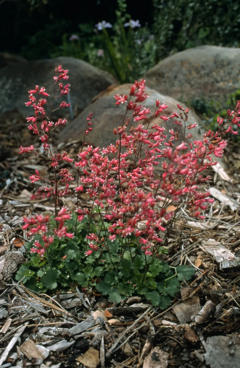 Heuchera cv. Canyon Melody, SBBG cultivar, Plant Introduction Program