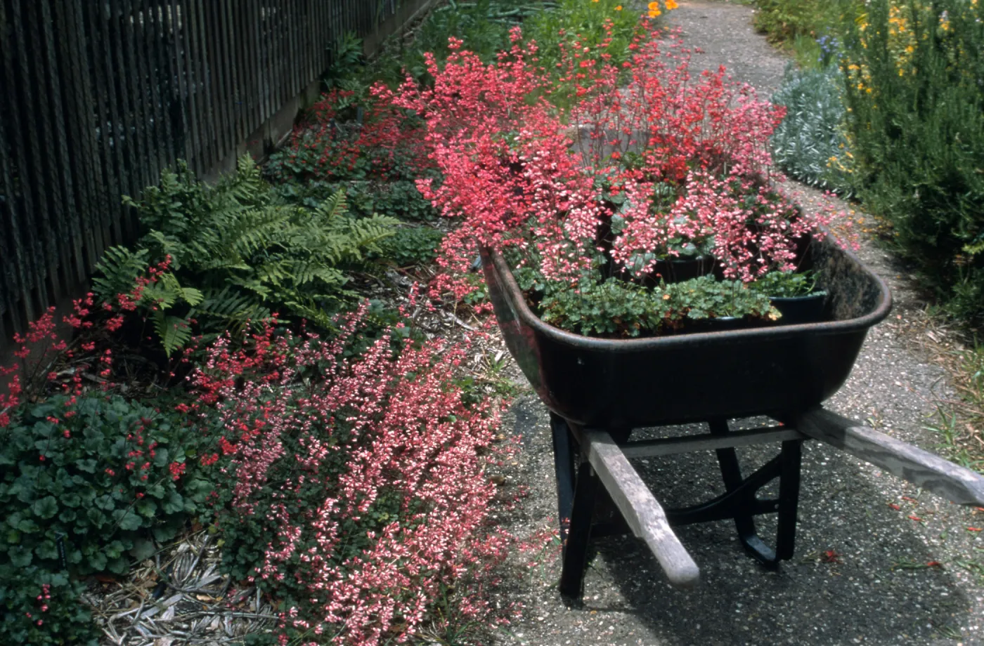 Heuchera cv. Canyon Quartet series (cv. Duet, cv. Belle,cv. Chimes, cv. Melody), SBBG cultivar, Plant Introduction Program