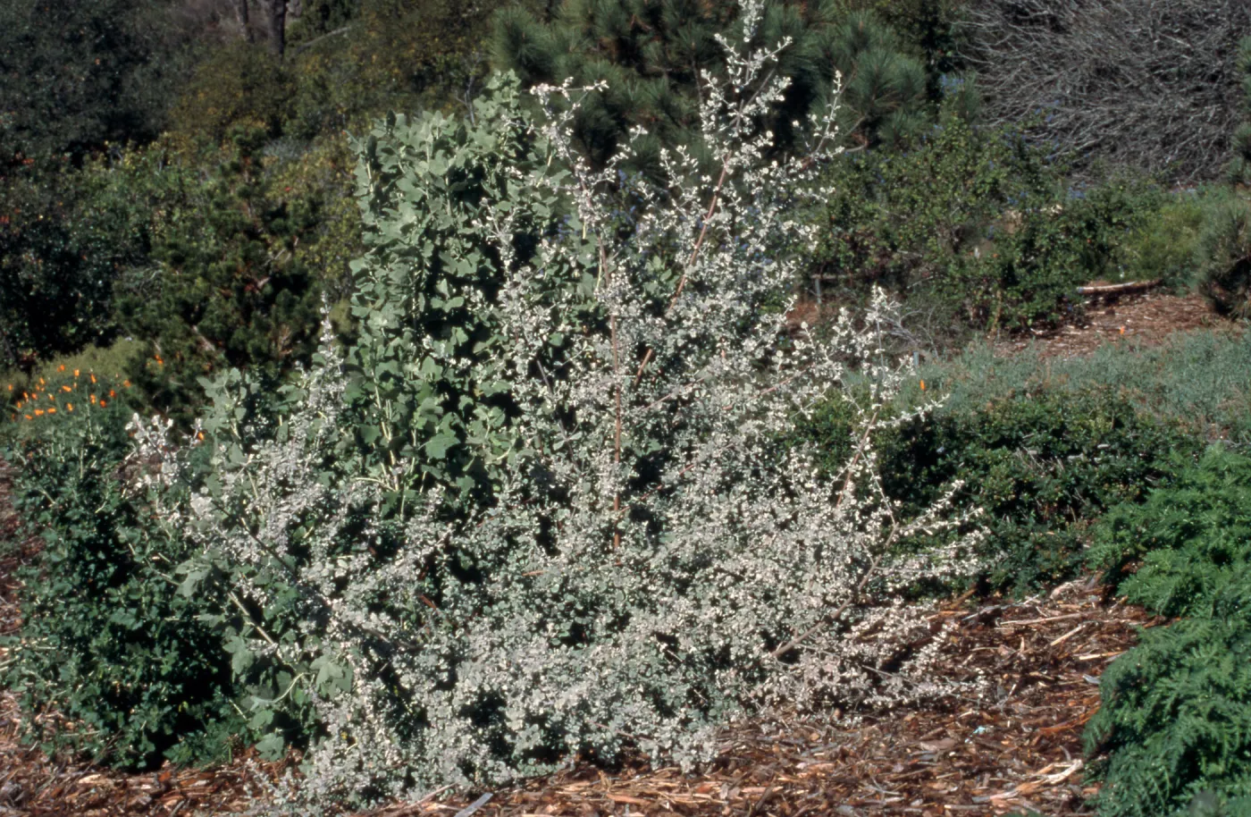 Hyptis cv. Silver Lining, SBBG cultivar, Plant Introduction Program