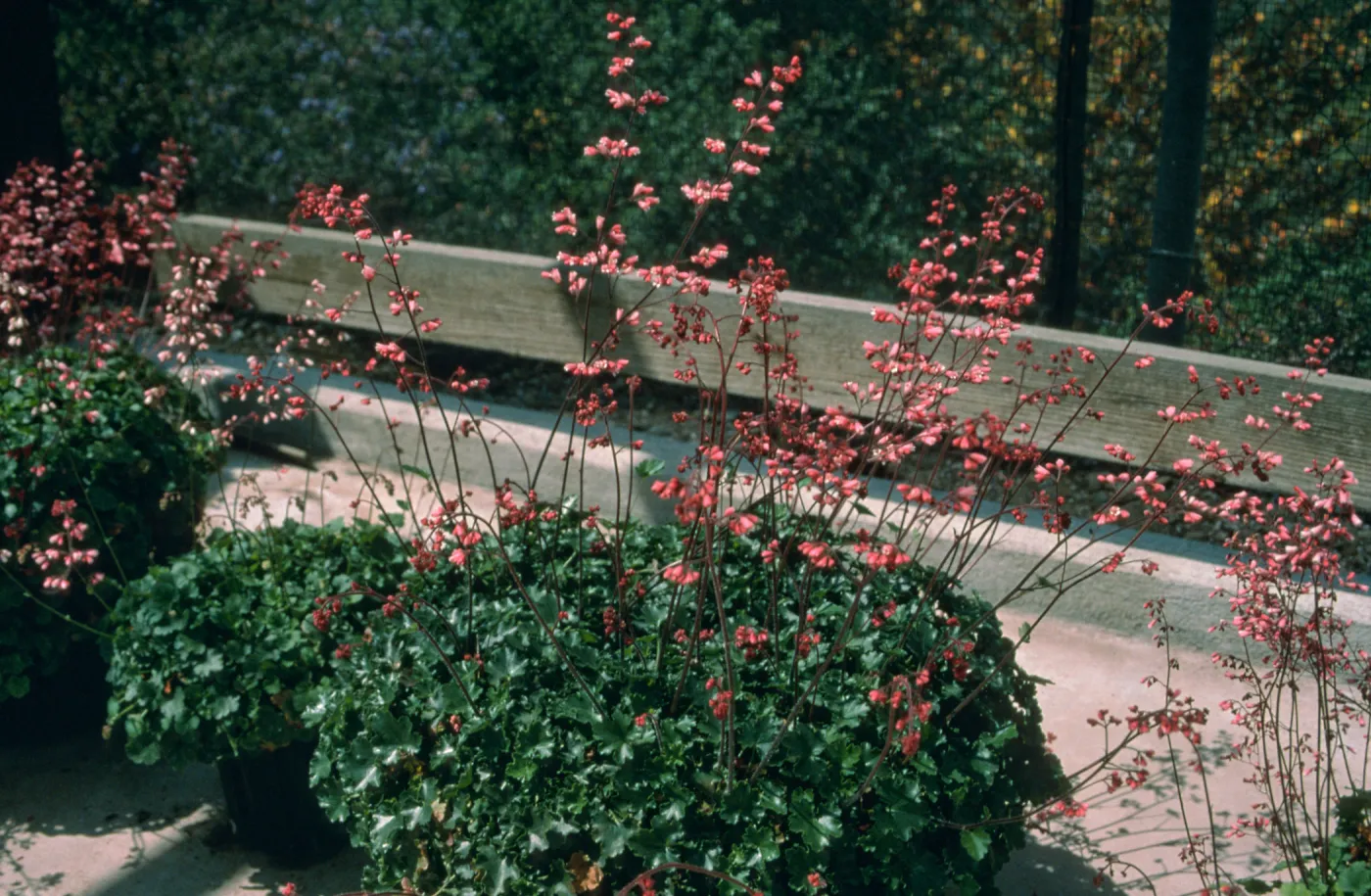 Heuchera cv. Pink Wave, SBBG cultivar, Plant Introduction Program