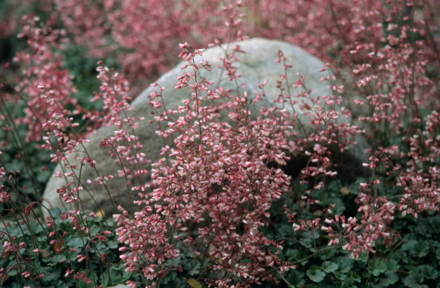 Heuchera cv. Canyon Duet, SBBG cultivar, Plant Introduction Program