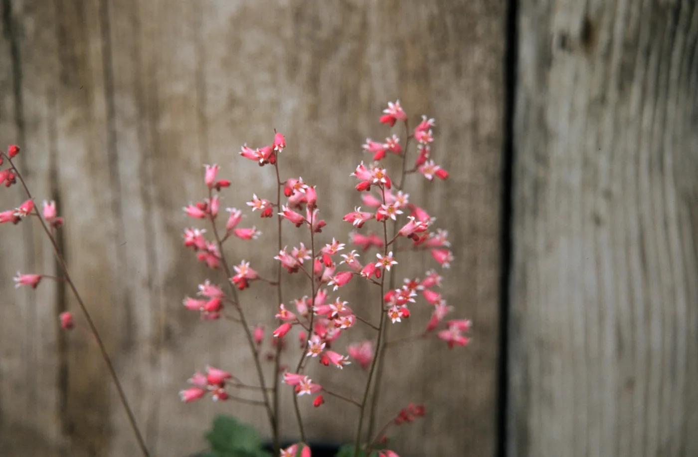 Heuchera cv. Canyon Melody, SBBG cultivar, Plant Introduction Program