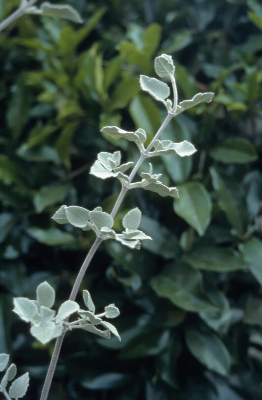 Hyptis cv. Silver Lining, SBBG cultivar, Plant Introduction Program