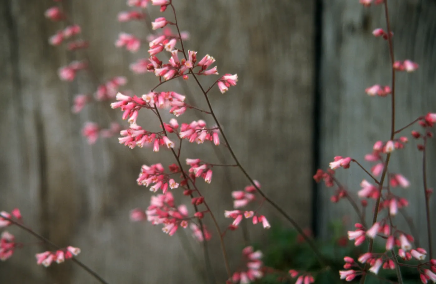 Heuchera cv. Canyon Duet, SBBG cultivar, Plant Introduction Program