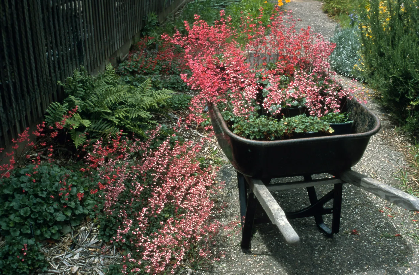 Heuchera cv. Canyon Quartet series (cv. Duet, cv. Belle,cv. Chimes, cv. Melody), SBBG cultivar, Plant Introduction Program
