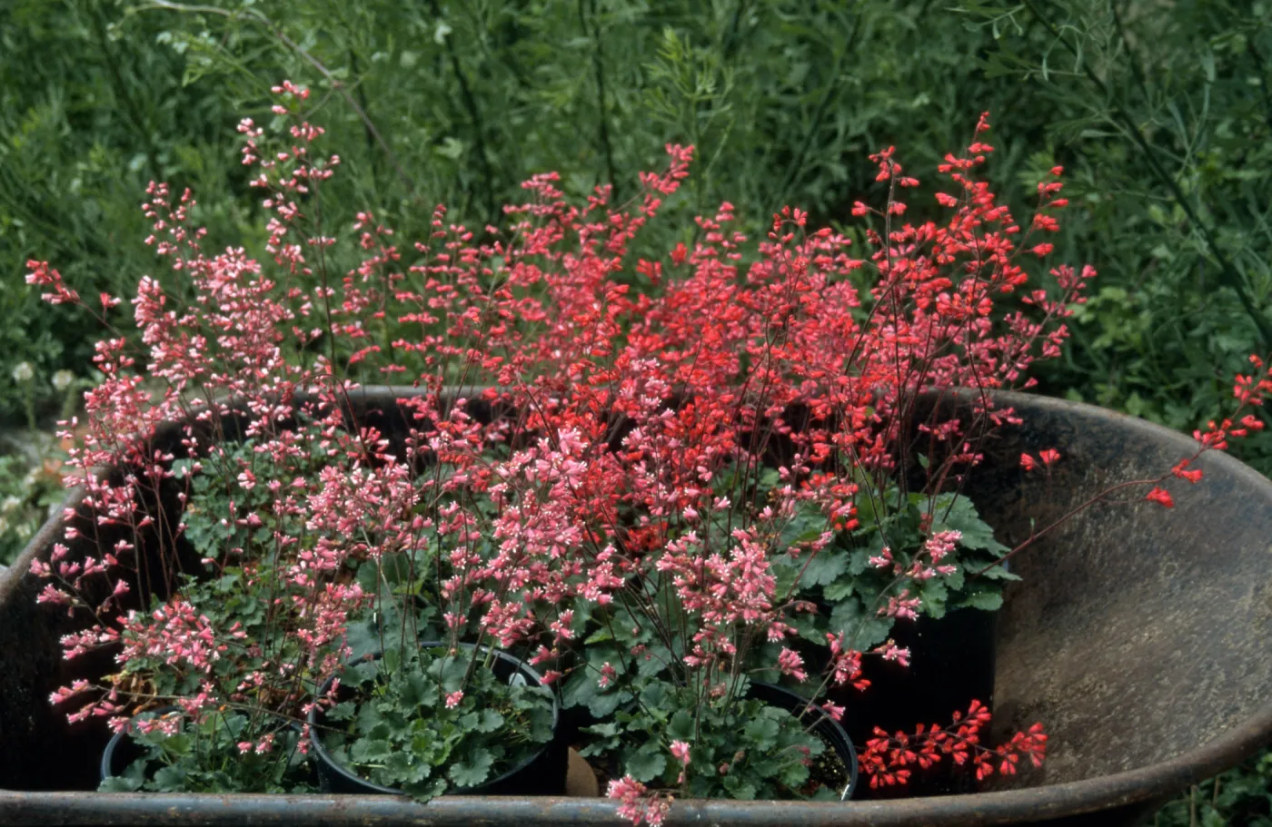 Heuchera cv. Canyon Quartet series (cv. Duet, cv. Belle,cv. Chimes, cv. Melody), SBBG cultivar, Plant Introduction Program