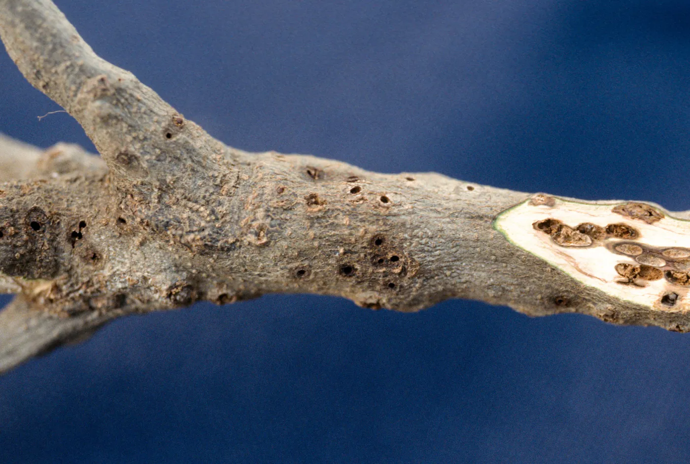 Plant Pests and Diseases, Twig gall caused by Callirhytis crypta, Oak
