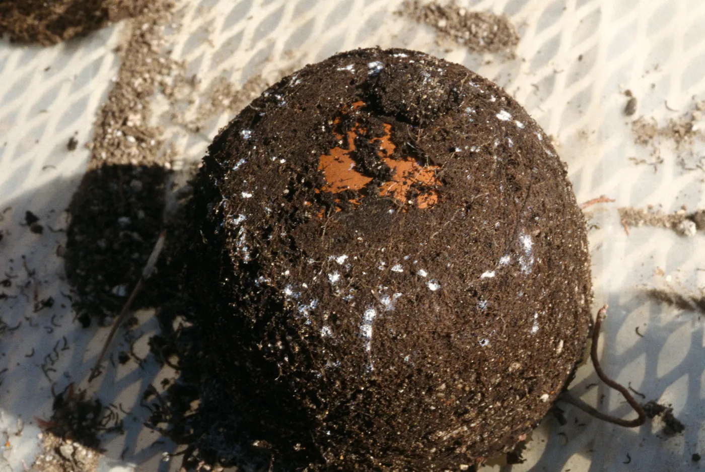 Plant Pests and Diseases, Ground mealybug, Sedum