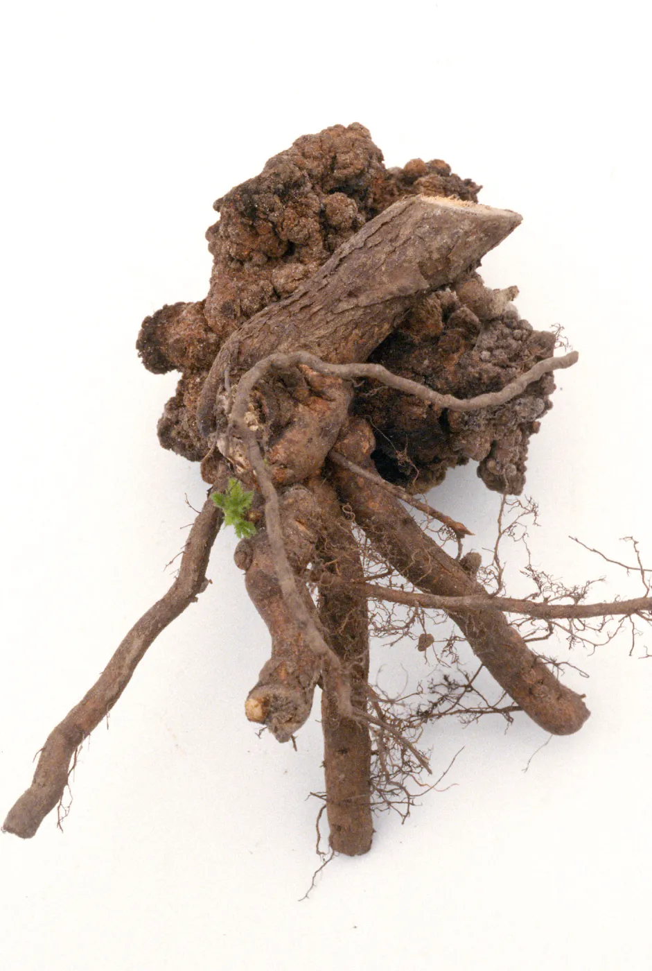 Plant Pests and Diseases, Crown gall, Cherry