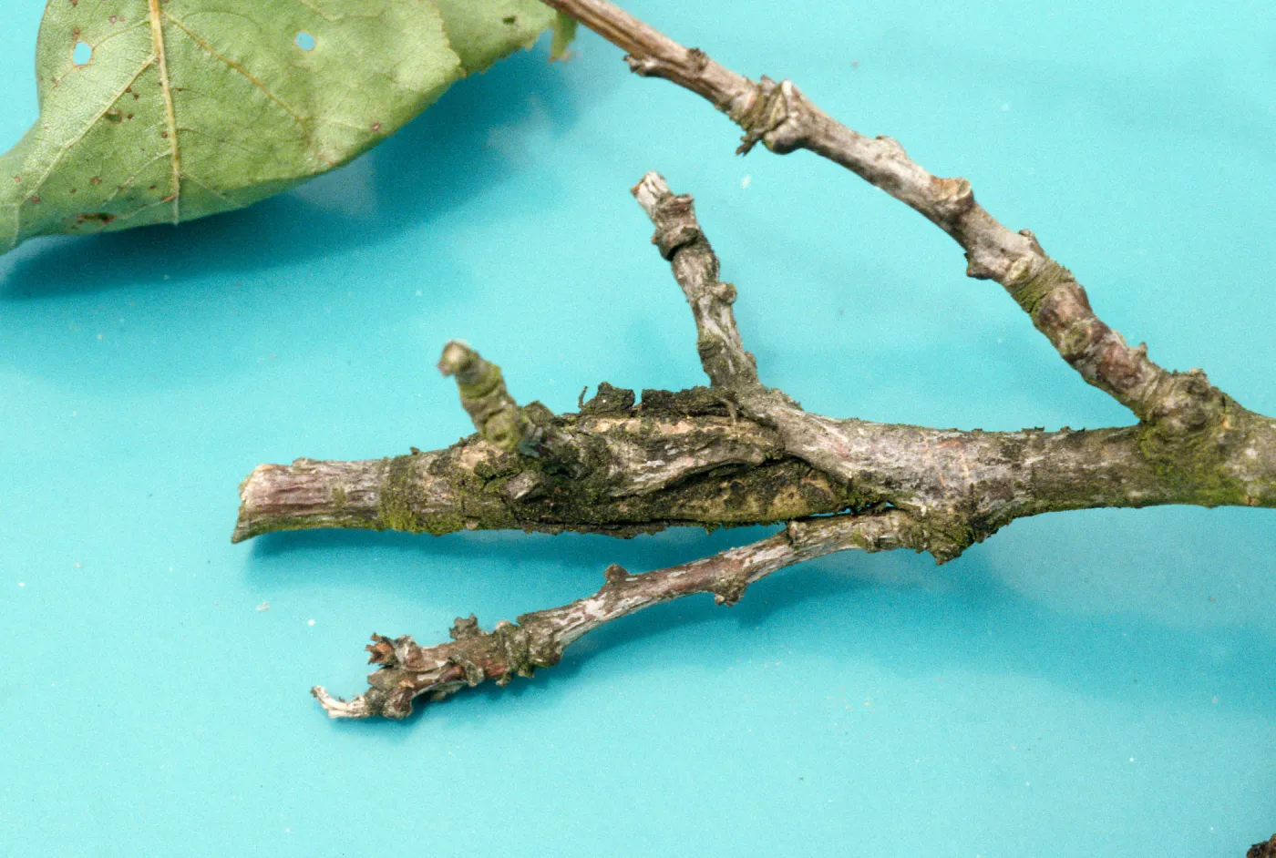 Plant Pests and Diseases, Brown rot canker, Apricot