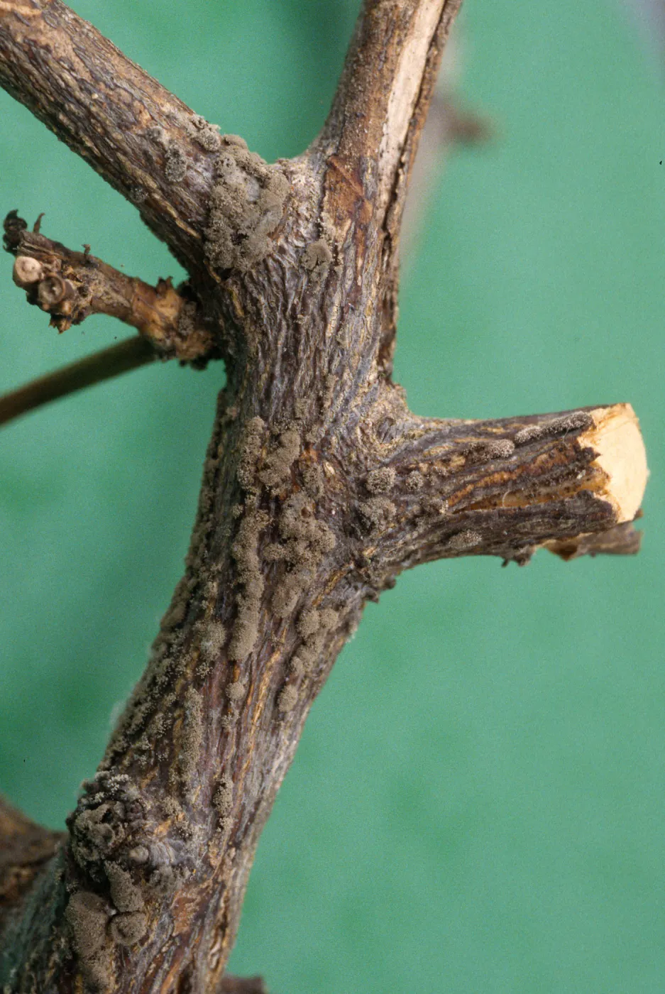 Plant Pests and Diseases, Botrytis, Apricot