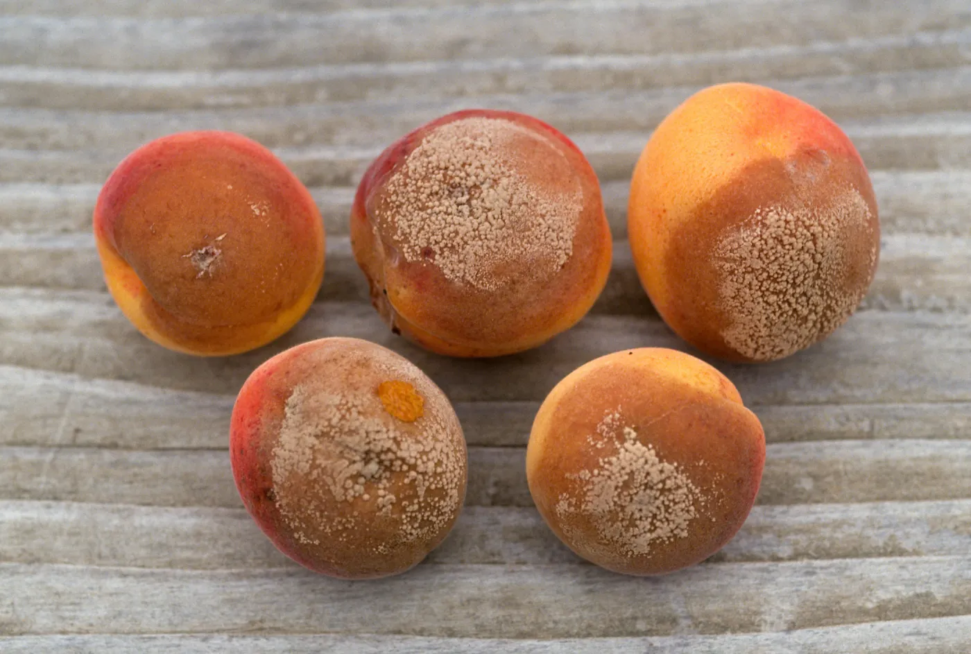 Plant Pests and Diseases, Brown rot, Apricot