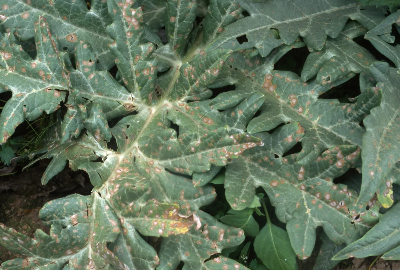 Plant Pests and Diseases, Ramularia leafspot, Artichoke