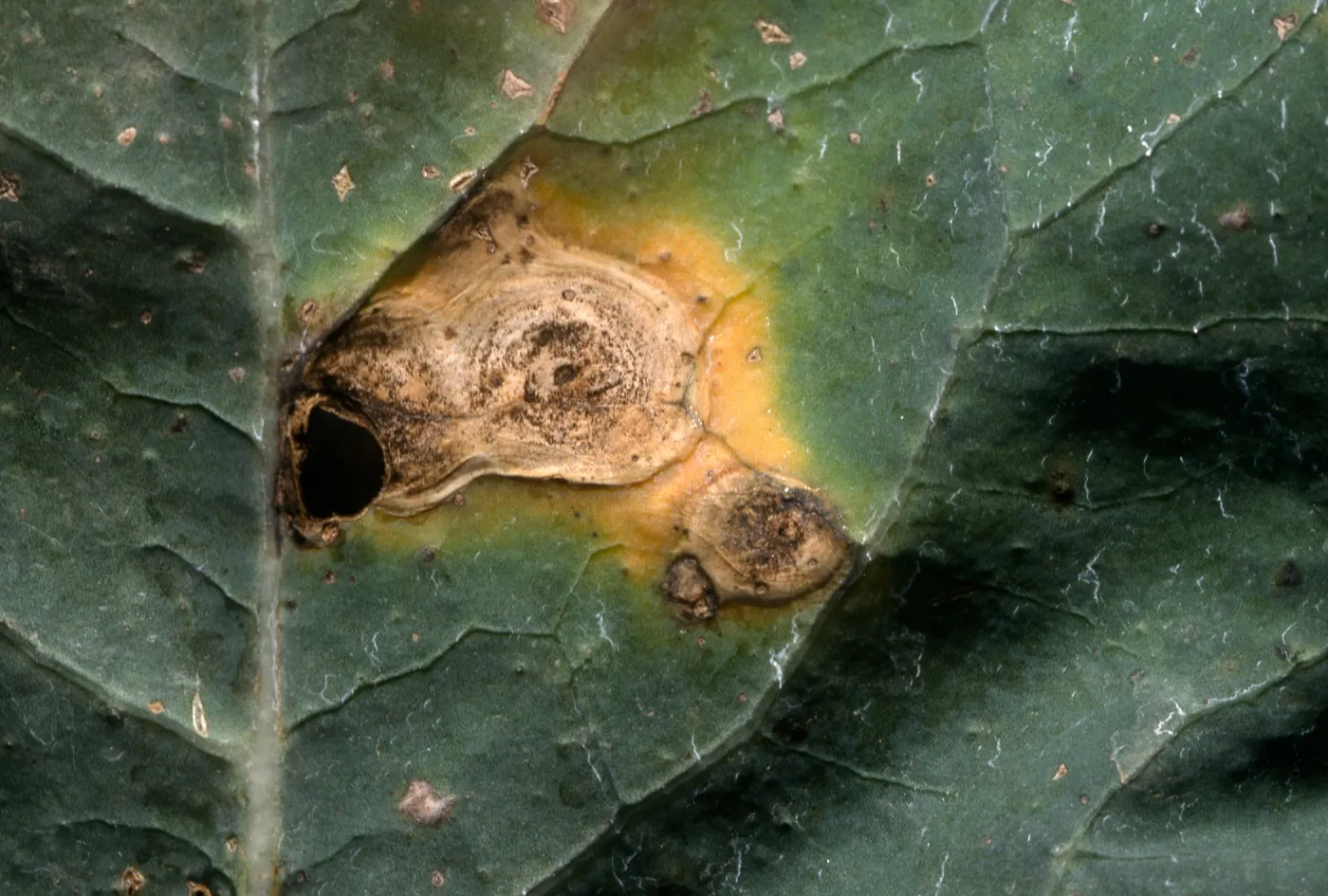 Plant Pests and Diseases, Alternaria, Broccoli