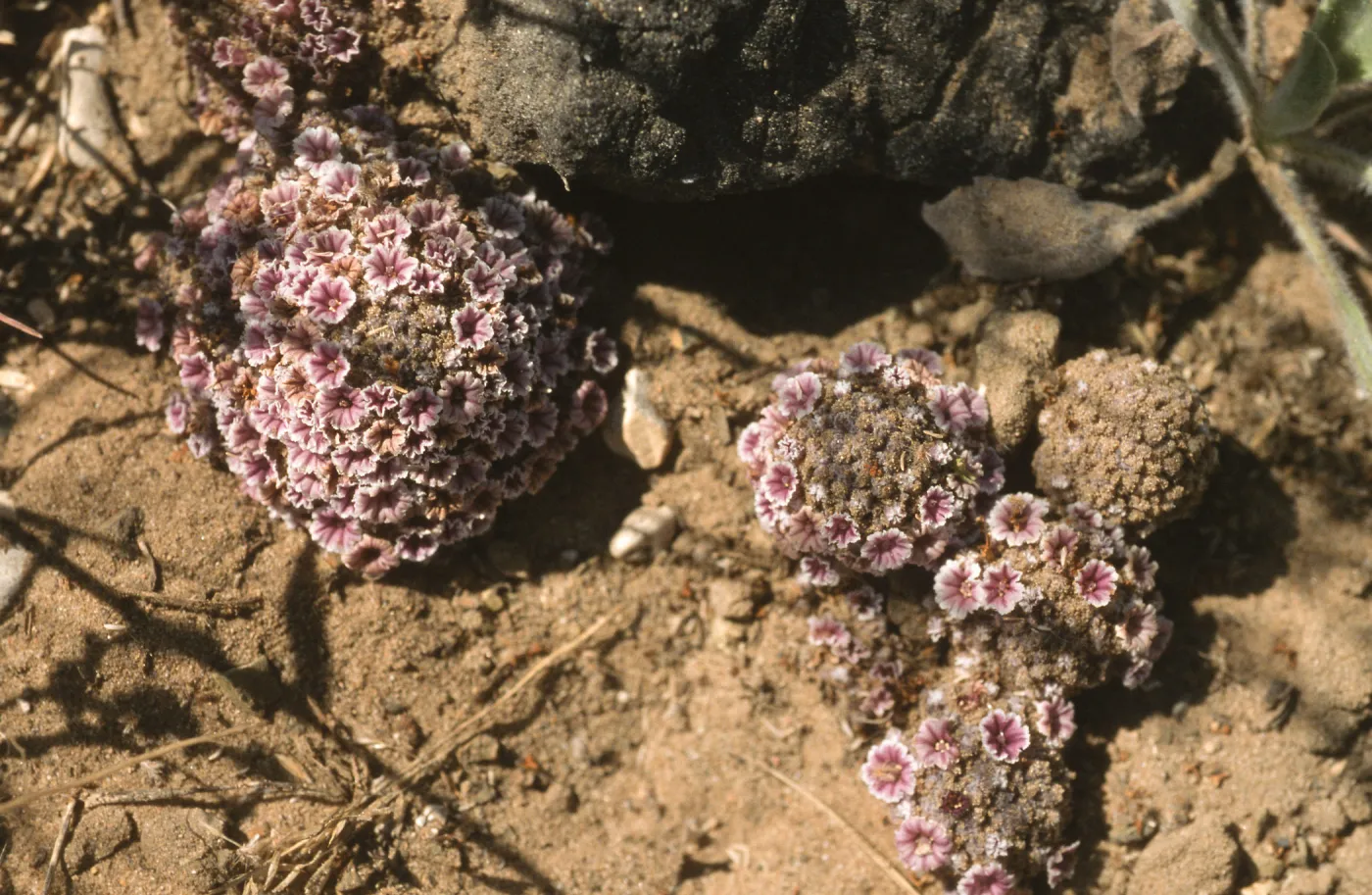 Pholisma arenarium