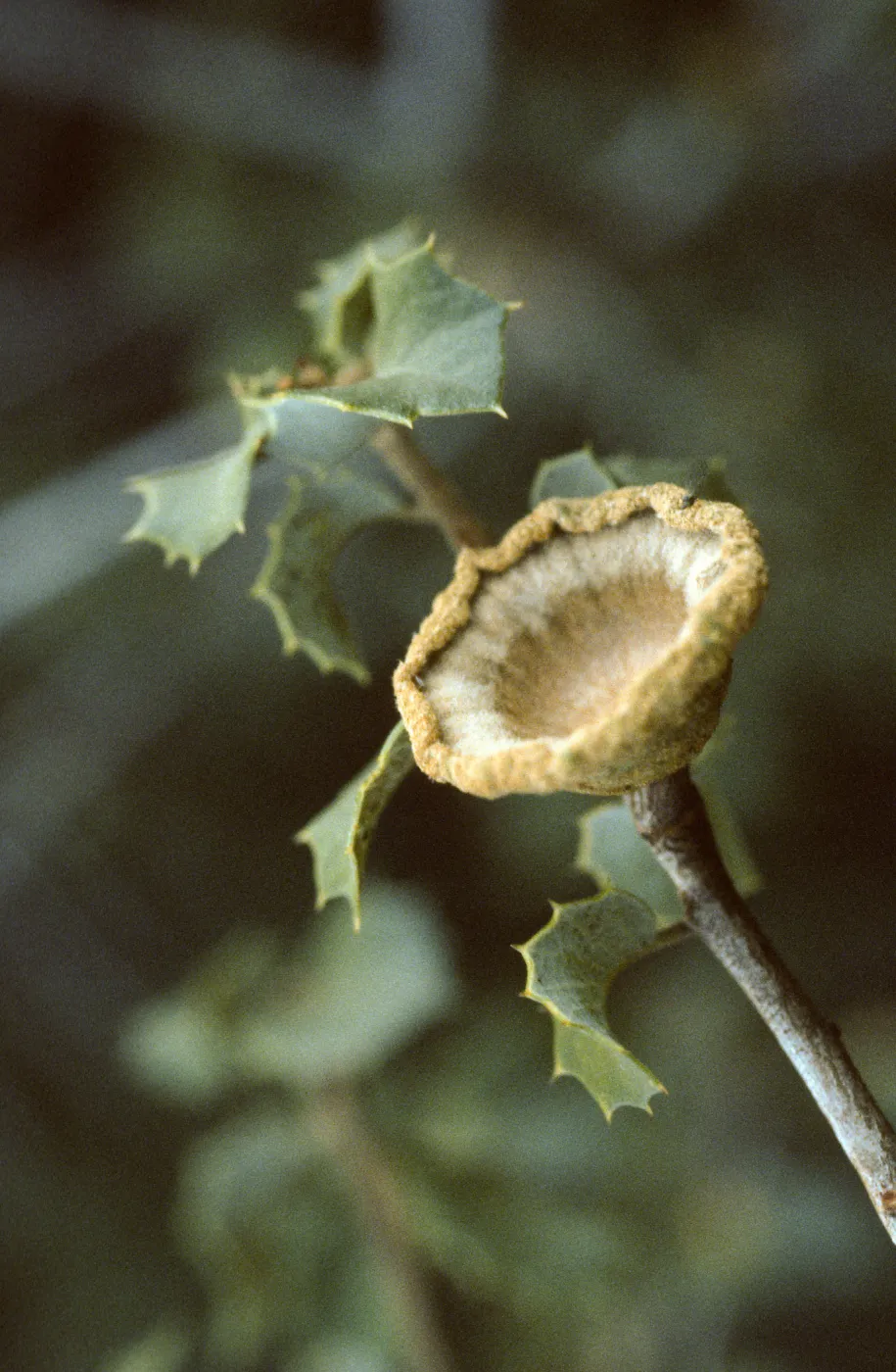 Quercus palmeri