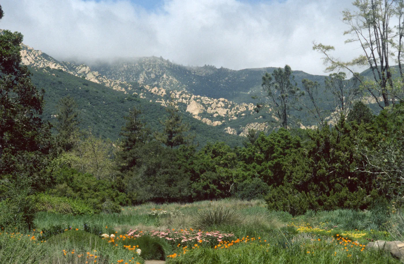 SBBG Meadow, Santa Ynez Mountains