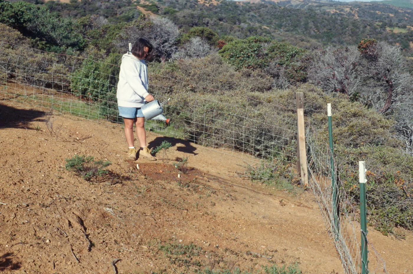 SBBG conservation exclosure on Santa Cruz Island, Rosemina Brown