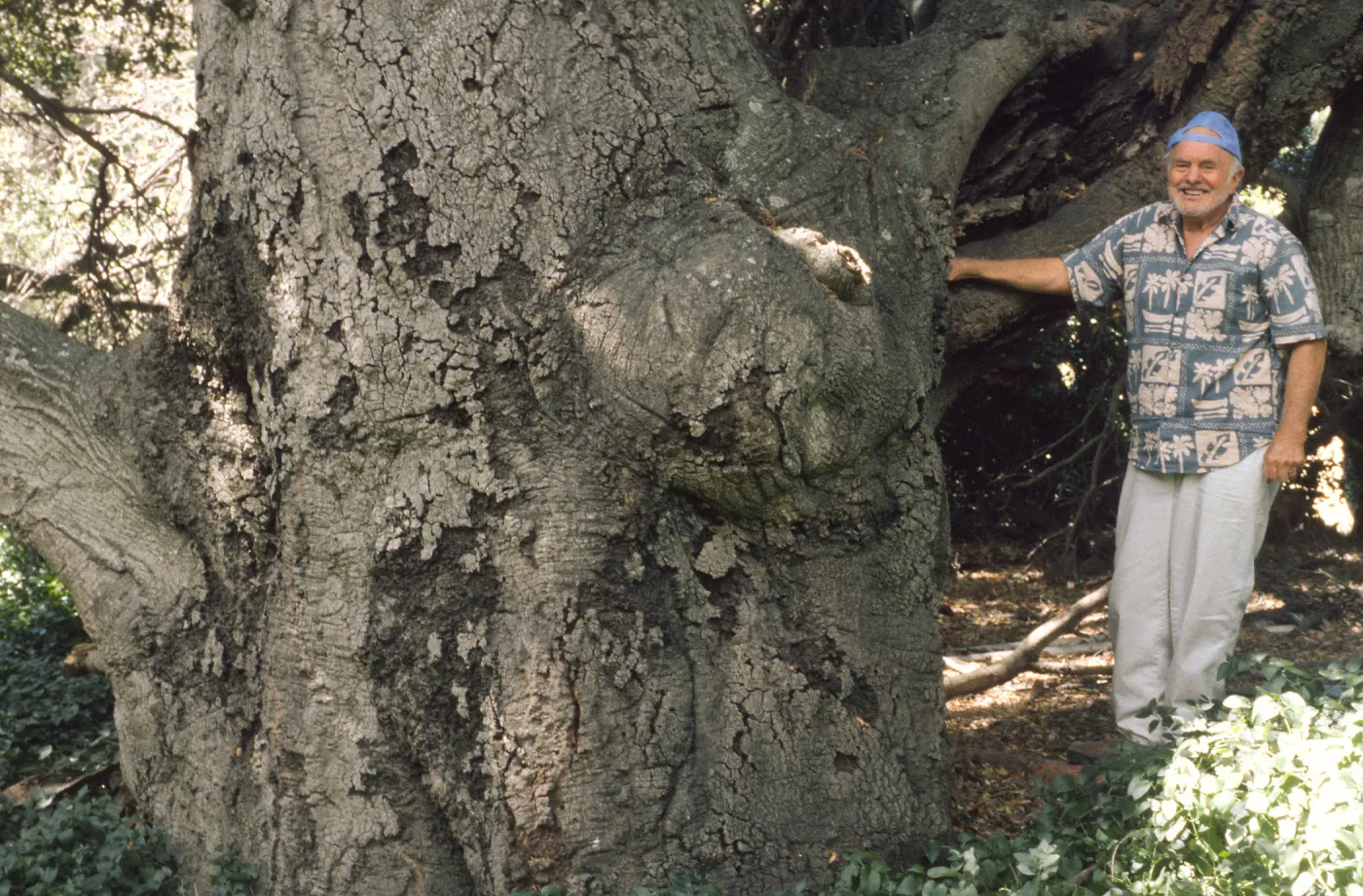Paul Huebner, live oak Hollister Ranch (Coastal Live Oak)