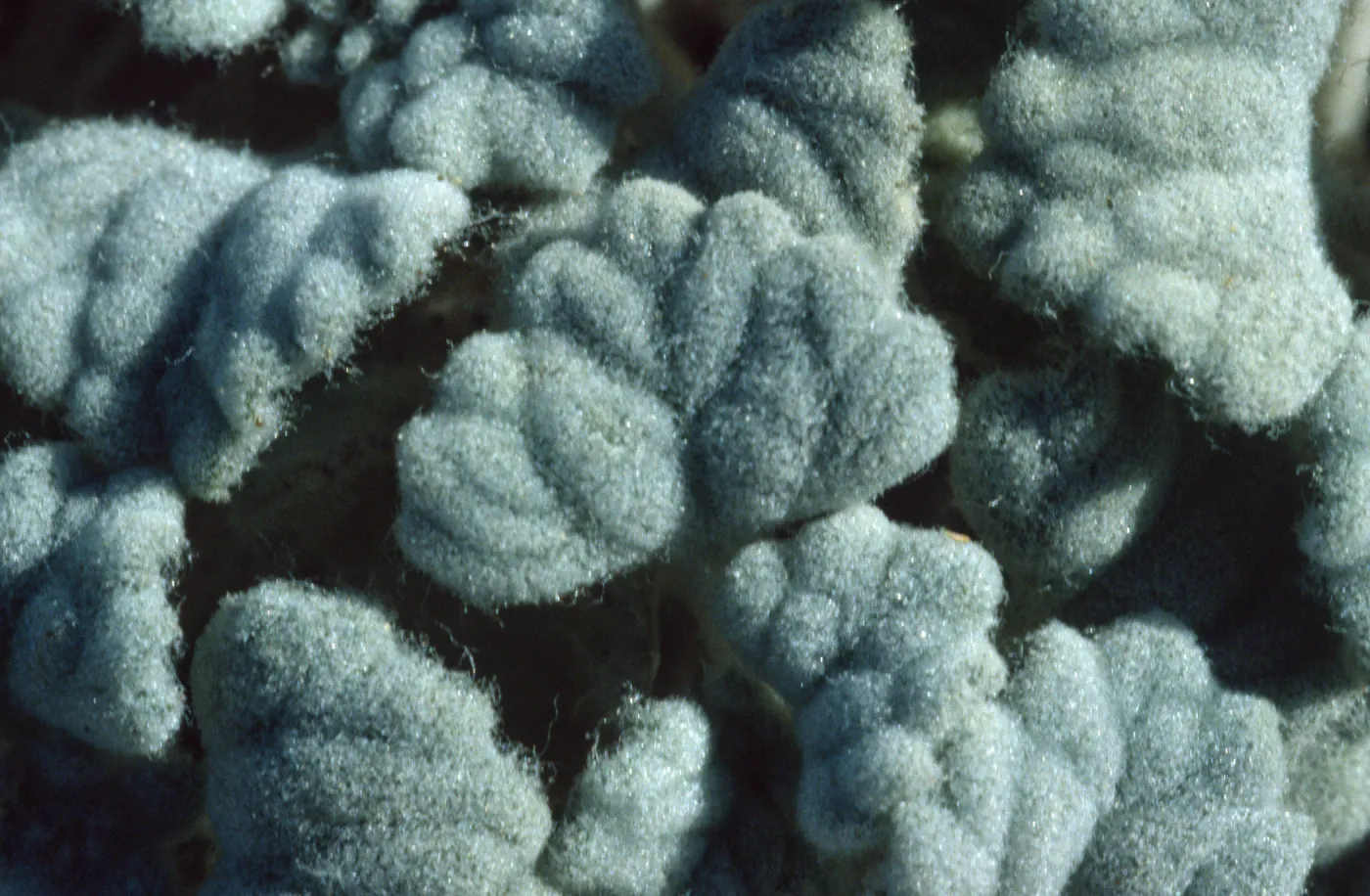 Psathyrotes ramosissima