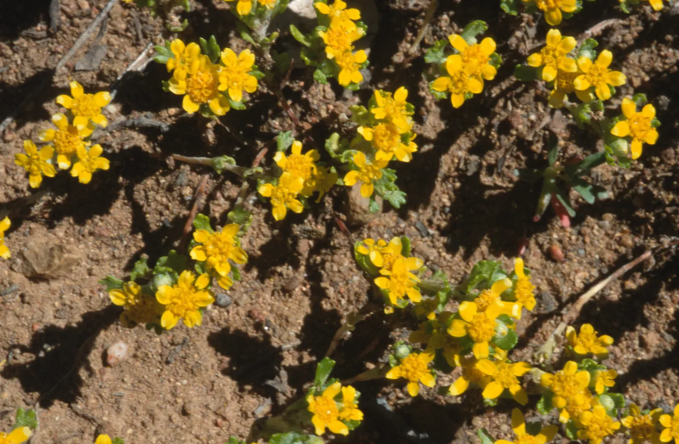 Eriophyllum multicaule