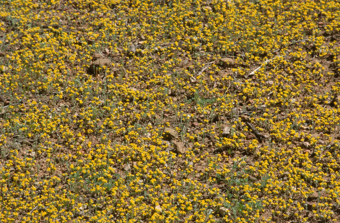 Eriophyllum multicaule