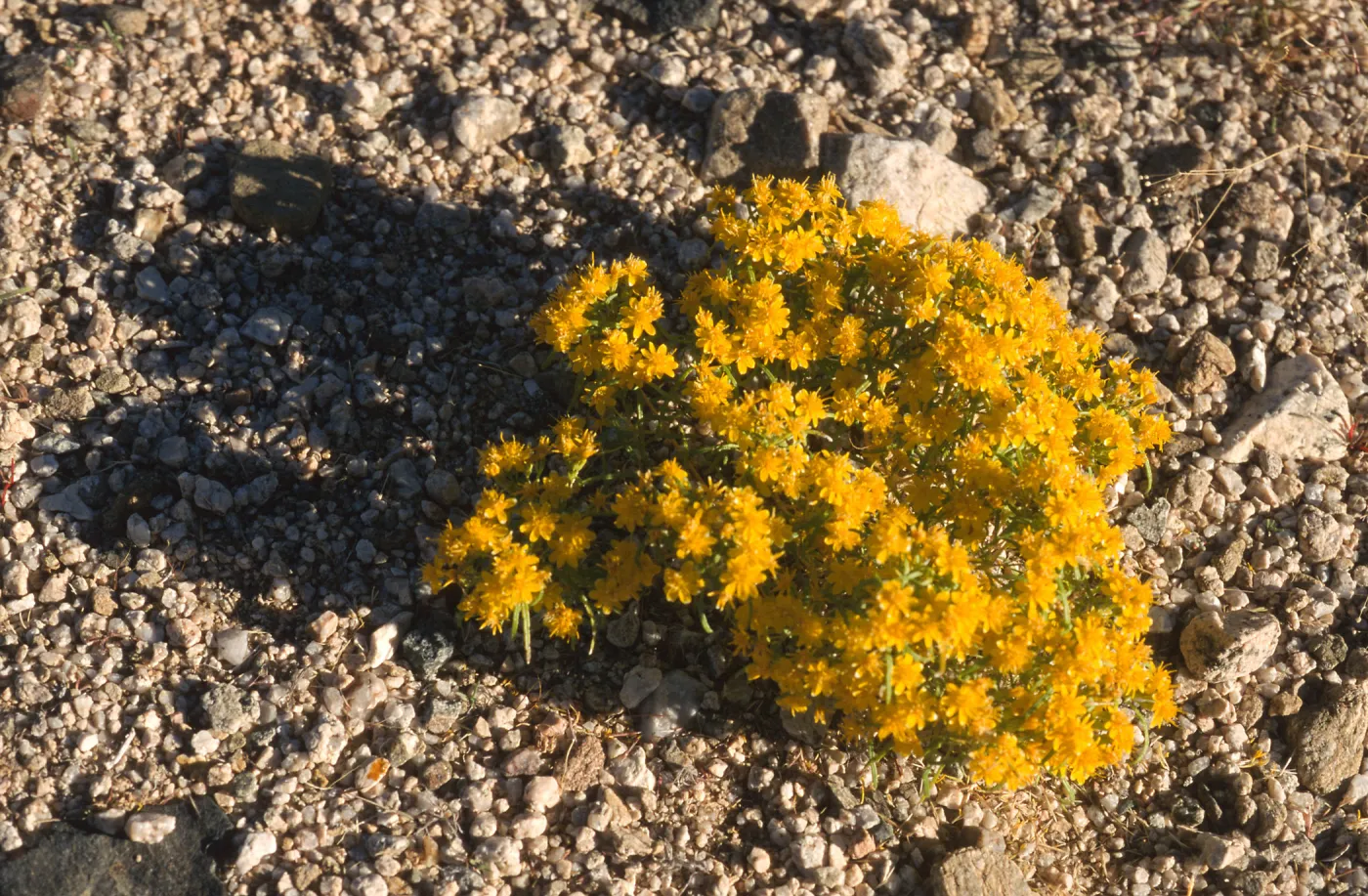 Pectis papposa