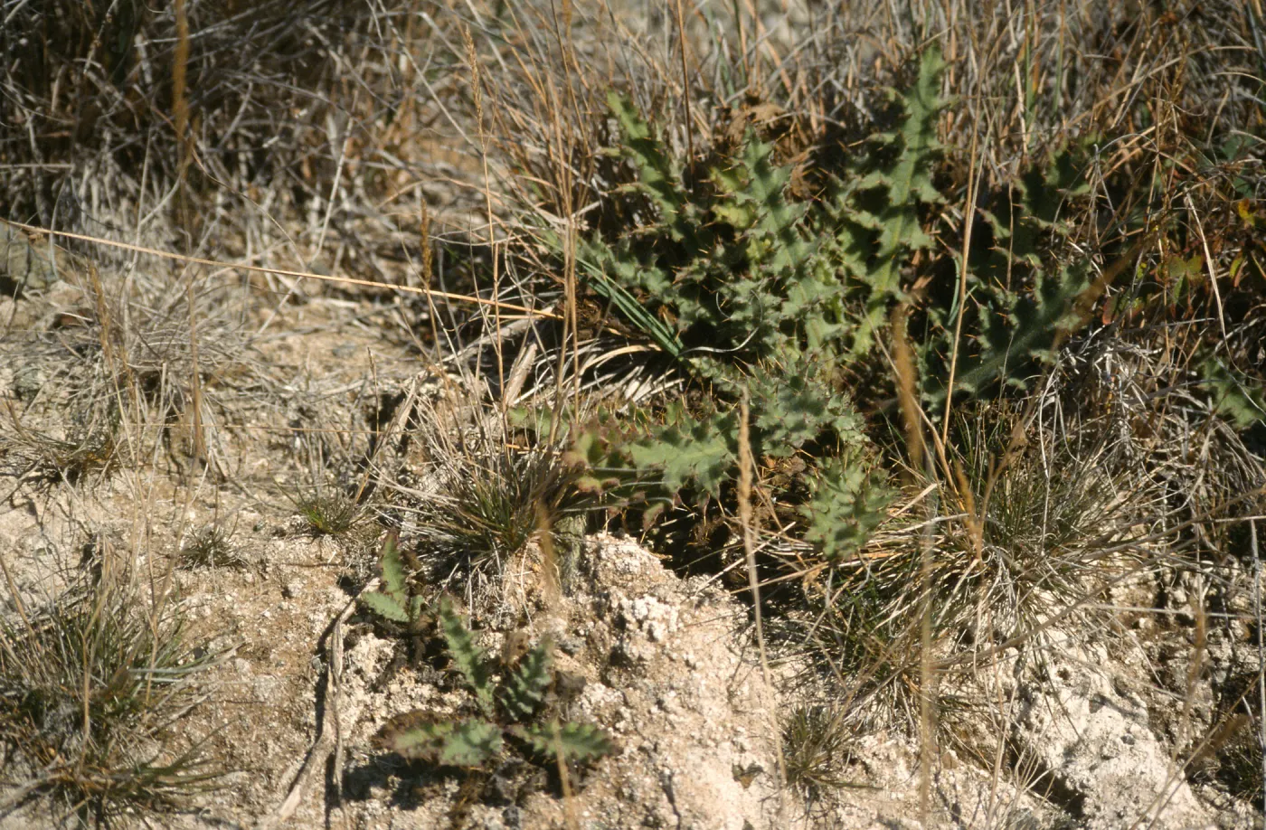 Cirsium loncholepis obispoense