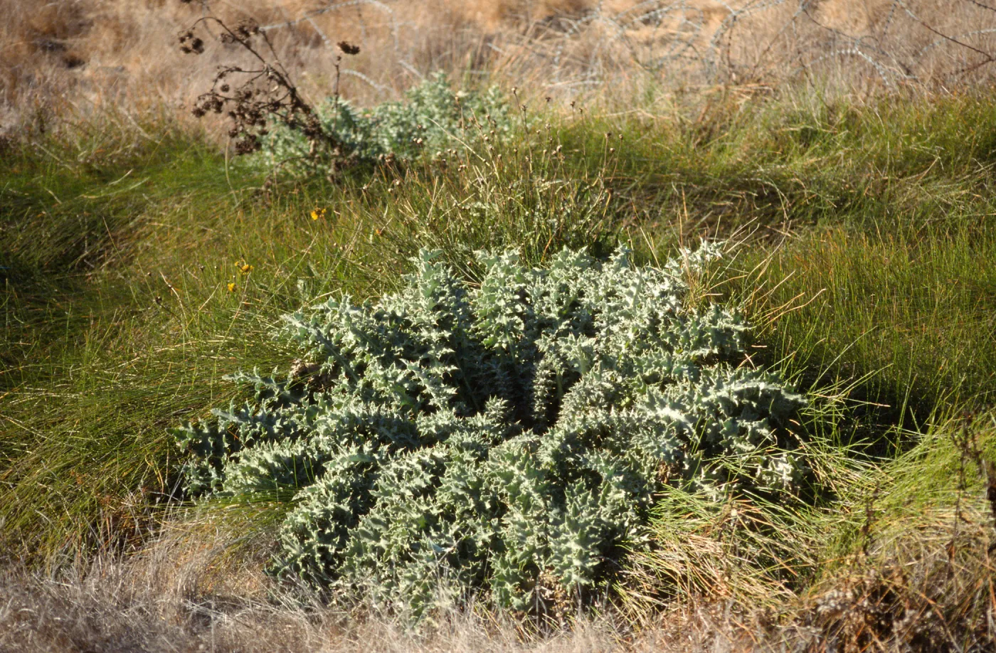 Cirsium loncholepis obispoense