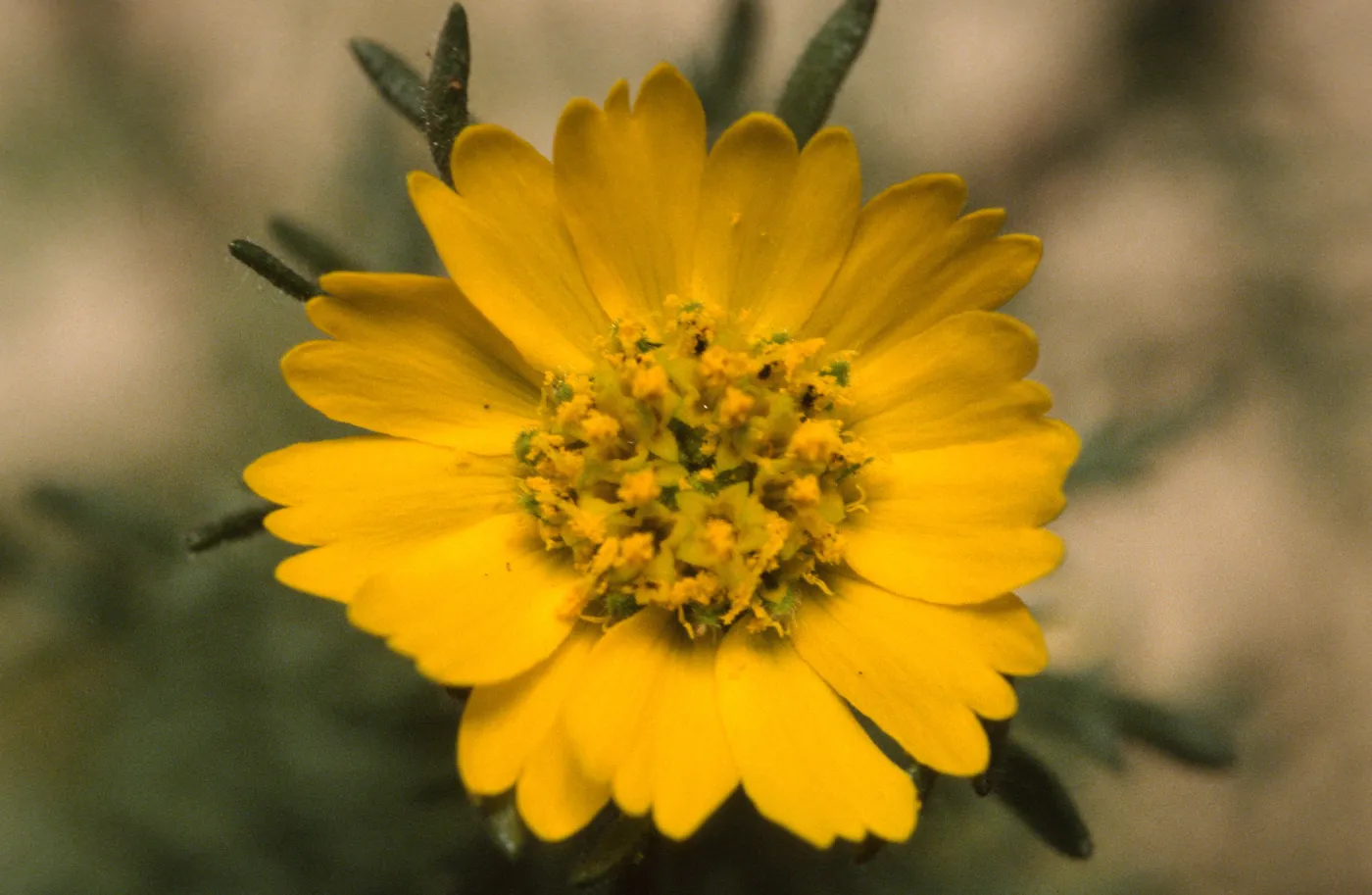 Deinandra increscens villosa
